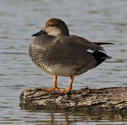 Gadwall Photo