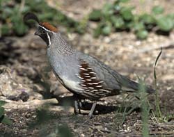 Gambel's Quail Photo