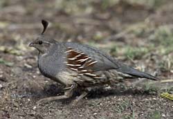 Gambel's Quail Photo