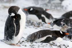 Gentoo Penguin Photo