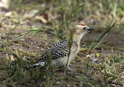 Gila Woodpecker Photo