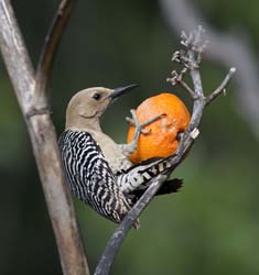 Gila Woodpecker Photo