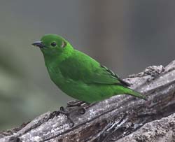 Glistening-green Tanager