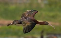 Glossy Ibis Photo
