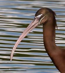 Glossy Ibis Photo