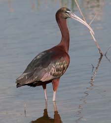 Glossy Ibis Photo