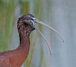 Glossy Ibis Photo