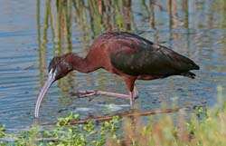 Glossy Ibis Photo