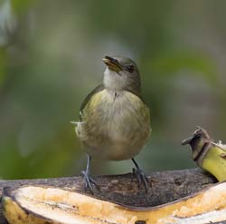 Golden-collared Honeycreeper
