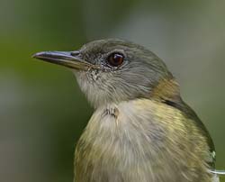 Golden-collared Honeycreeper