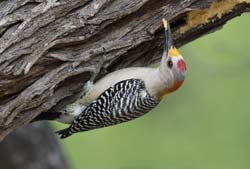 Golden-fronted Woodpecker