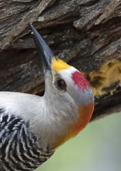 Golden-fronted Woodpecker