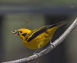 Golden Tanager