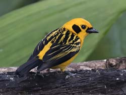 Golden Tanager