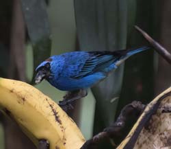 Golden-naped Tanager Photo