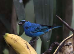 Golden-naped Tanager Photo