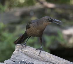 Great-tailed Grackle