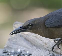 Great-tailed Grackle