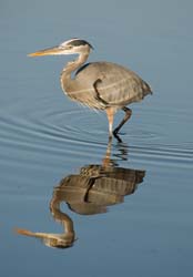 Great Blue Heron Photo