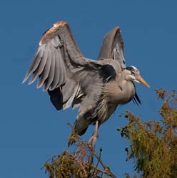 Great Blue Heron Photo