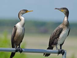 Great Cormorant Photo