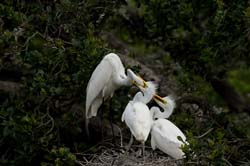 Great Egret Photo