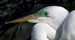 Great Egret Photo