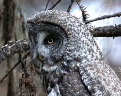 Great Gray Owl Photo