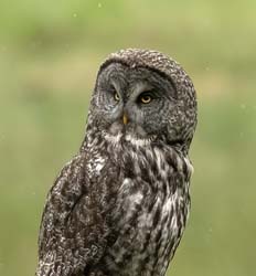 Great Gray Owl Photo
