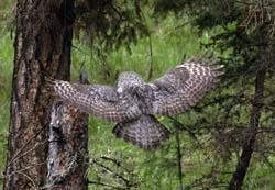Great Gray Owl Photo
