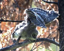Great Gray Owl Photo
