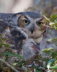 Great Horned Owl Photo