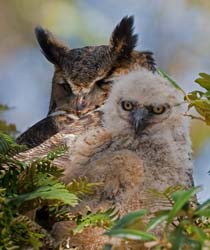 Great Horned Owl Photo