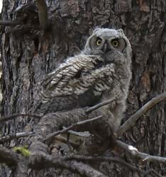 Great Horned Owl Photo