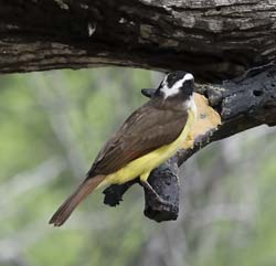 Great Kiskadee