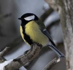 Great Tit