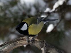 Great Tit