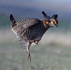 Greater Prairie-Chicken Photo