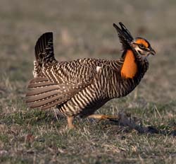 Greater Prairie-Chicken Photo