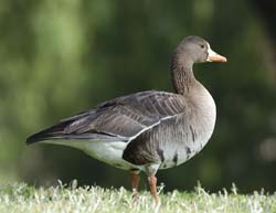 Greater White-fronted Goose Photo