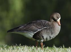 Greater White-fronted Goose Photo