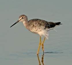 Greater Yellowlegs Photo