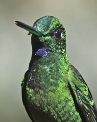 Green-crowned Brilliant