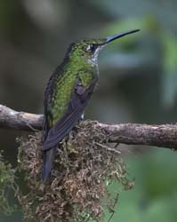 Green-crowned Brilliant