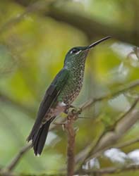Green-crowned Brilliant