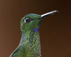 Green-crowned Brilliant