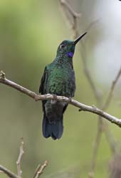Green-crowned Brilliant