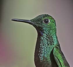 Green-crowned Brilliant