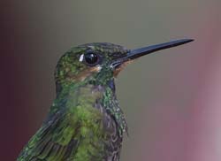 Green-crowned Brilliant