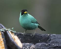 Green Honeycreeper